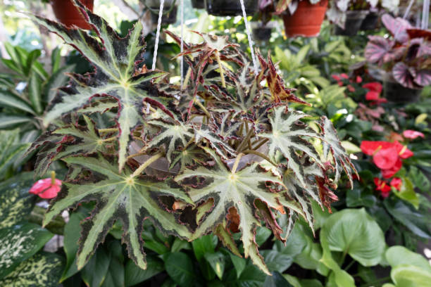 Begonia Star Shaped Heracleifolia Nigricans palmate leave