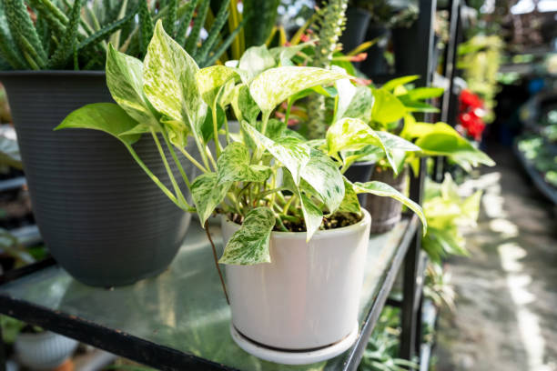 istock Close up of Pothos Epipremnum aureum snow queen 1964935010