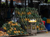 Pineapple fruits are sold at Vietnamese rural markets, Mekong Delta, Hau Giang province