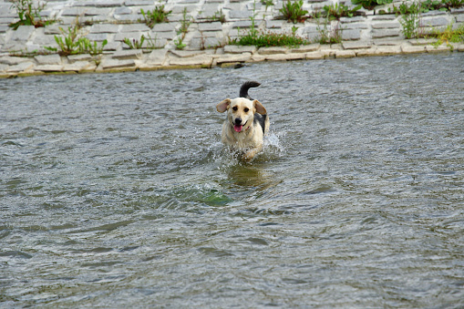 A white dog with a red collar cools off in the water during the summer heat