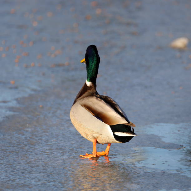 istock Mallard duck on an ice-covered lake. 1964962663