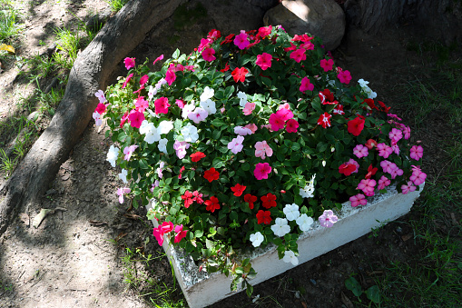 Beautiful large multicolored balsam garden flowers in a flower bed in the park.