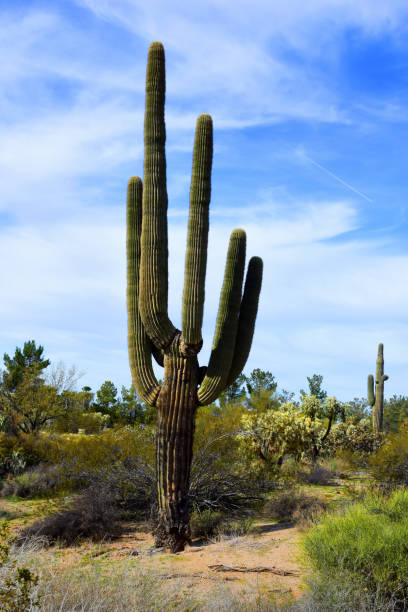 istock Old Saguaro Cactus Sonora desert Arizona 1964969544