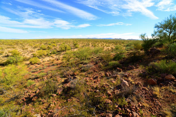 istock Sonora Desert Arizona 1964970097