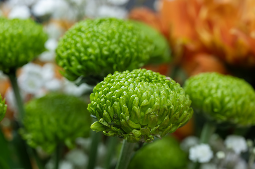Green small chrysanthemum ball close up.