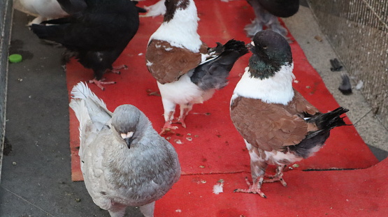 A group of pigeons are eating wheat in the mosque's courtyard in Turkey. They are competing with each other to get wheat grains.