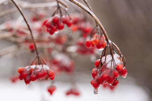 Frosted red berries of guelder rose. Hoarfrost on Viburnum opulus bunches and branches on cold winter day