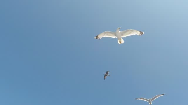 A Flock Of Seagulls Flying In The Sky