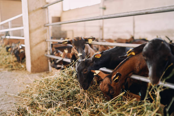 istock Goats eat hay from behind a fence in a paddock at a farm 1965012998