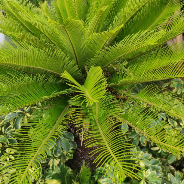 istock Close-up view of a palm tree in a restaurant garden in central java-indonesia 1965032109