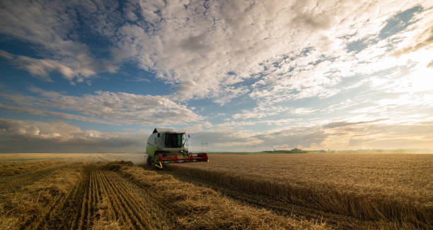 istock Harvester working in wheatfield at sunset. 1965035376
