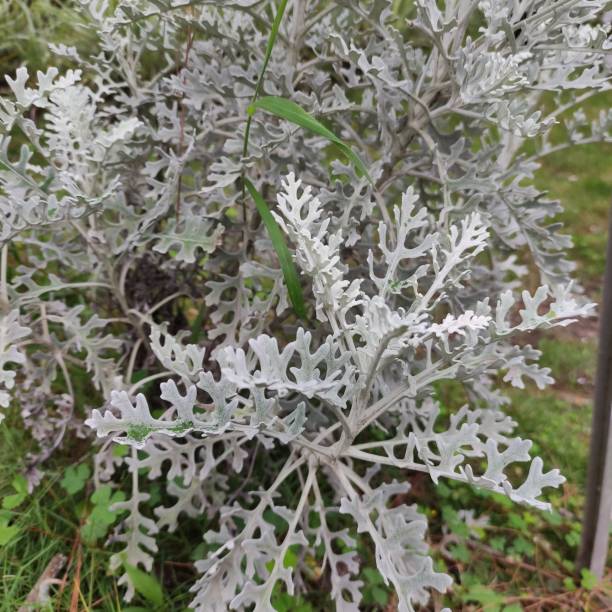 istock Beautiful silver cineraria in a playground in central java-indonesia 1965036996
