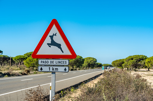 Paso de Linces road signal about lynx crossing road in Huelva near Donana Park of Andalusia in Spain