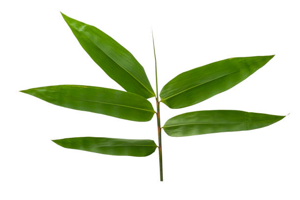 istock Bamboo leaves isolated on white background. Clipping path included. 1965044421
