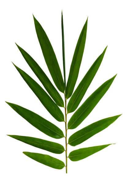 istock Bamboo leaves isolated on white background. Clipping path included. 1965044442