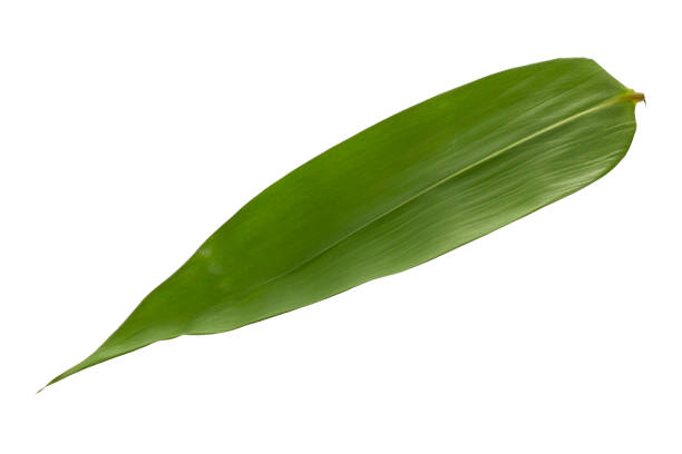 istock Bamboo leaves isolated on white background. Clipping path included. 1965045487