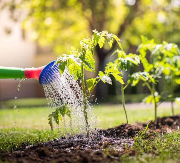 istock Watering seedling tomato plant   garden with watering can. 1965047112