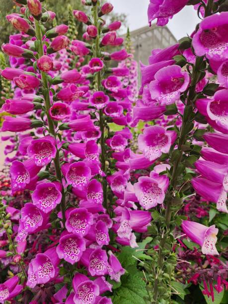 istock Pink foxglove flowers 1965047660