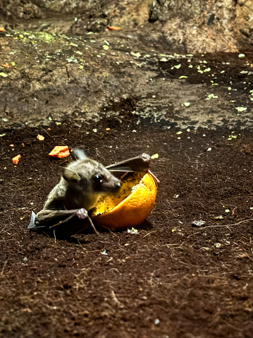 fruit eating bat