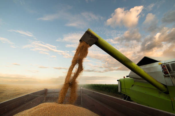 istock Combine transferring wheat into a trailer after harvest 1965056055