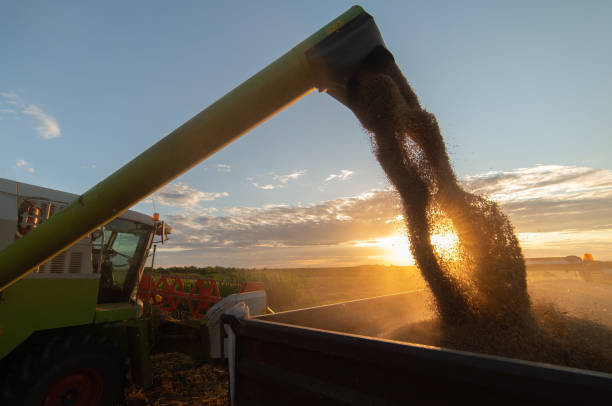 istock Combine transferring wheat into a trailer after harvest 1965056578