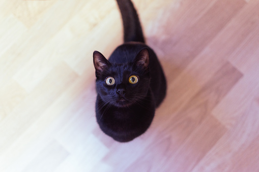 A cute black cat with yellow eyes looking directly at the camera