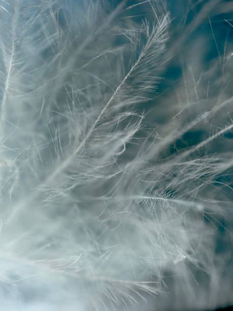 istock Extreme close up of bird feather 1965071780