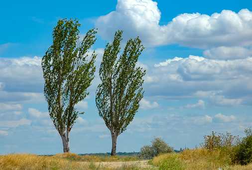 (Populus nigra f. pyramidalis), two pyramidal trees against a blue sky