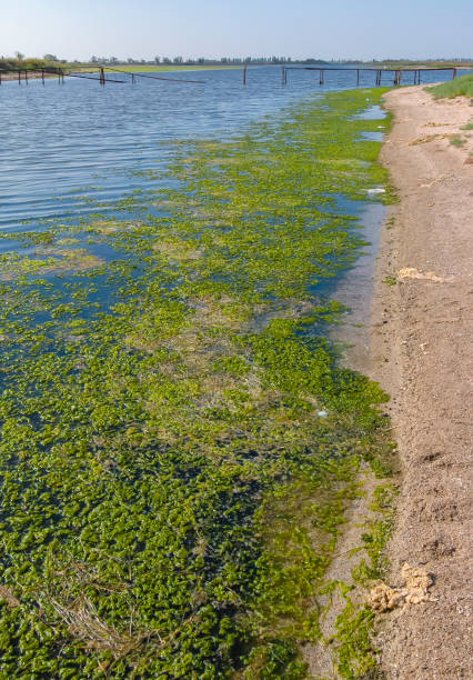istock A large accumulation of green algae Ulva and Enteromorpha in a shallow estuary, eutrophication in the sea 1965073420