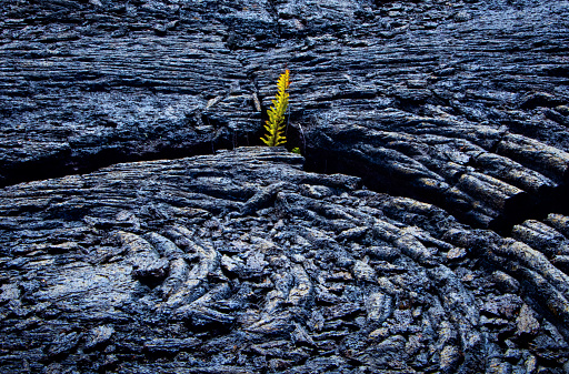 Fern Emerging Through Lava Rock Cracks