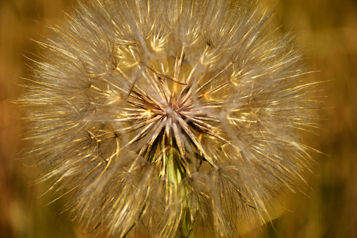 common dandelion macro view. fluffy white and yellow color detail. soft blurred background. closeup view. Taraxacum erythrospermum, blurred background. beauty in nature. natural pattern.
