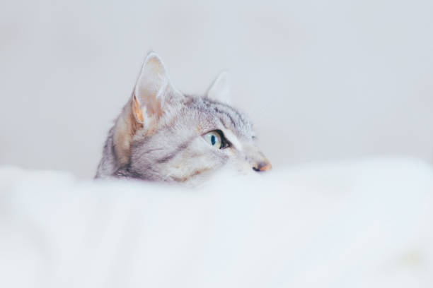 Egyptian mau cat is relaxing at home.