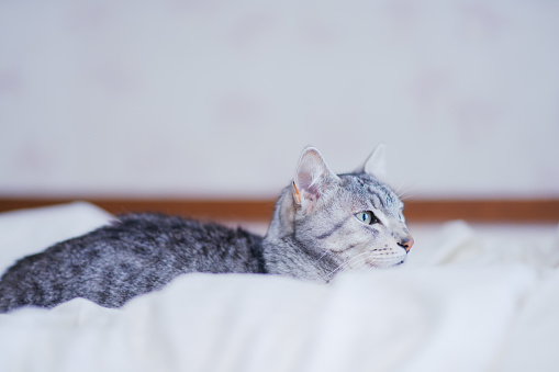Egyptian mau cat is relaxing at home.