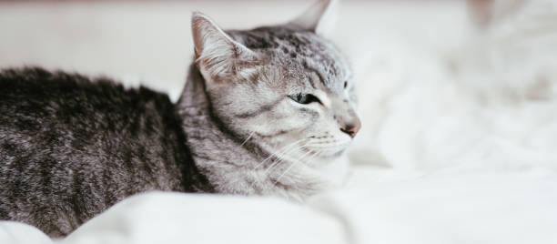 istock Egyptian mau cat is relaxing at home. 1965073843