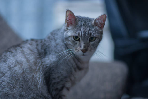Egyptian mau cat is relaxing at home.