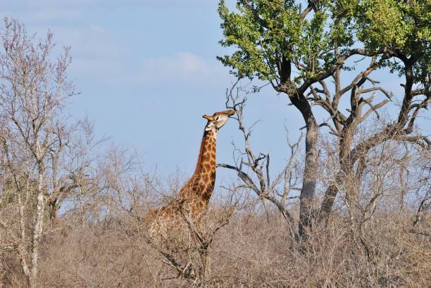 Food high up in the trees