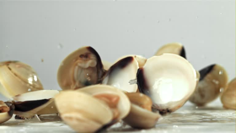 Fresh vongole falling on white background. Filmed on a high-speed camera at 1000 fps.