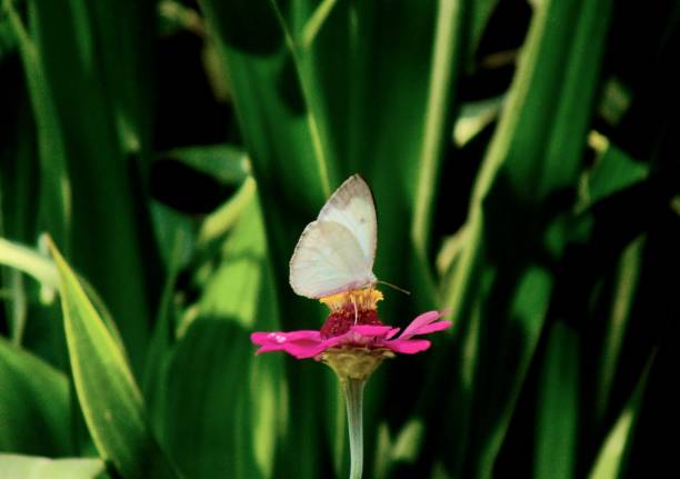A view of Ascia monuste butterfly, that belongs to the family of Pieridae, on the Zinnia flower in the garden.