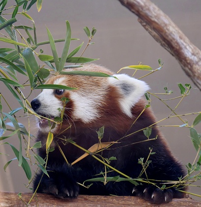 Red panda (Ailurus fulgens) eating bamboo leaves