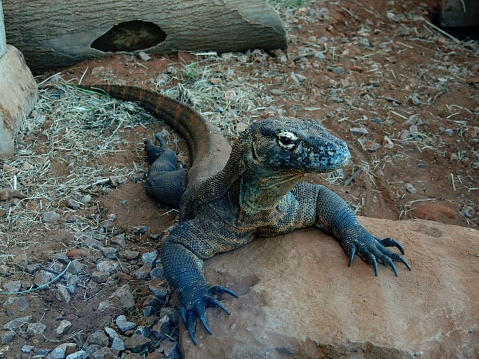 Komodo Dragon, Varanus komodoensis, is a species of lizard native to Indonesia.