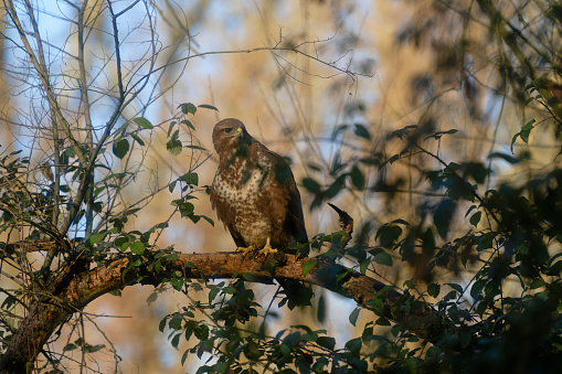 Eurasian Buzzard among the branches