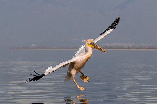 White Pelican flying on the lake kerkini