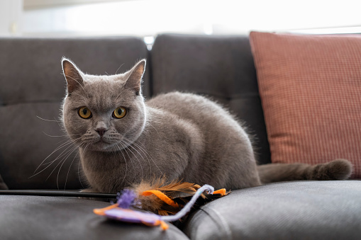 British shorthair cat on the sofa.