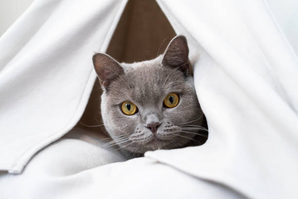 istock British shorthair cat in a tent 1965077420