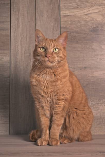 istock Cute red cat sitting on the table and looking curious at camera. Vertical image. 1965084457
