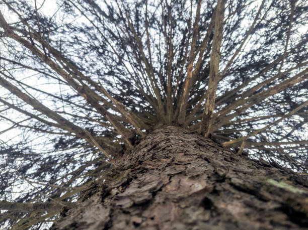 Set of Pine Tree Photography With Variant Angle of View : Tree Bark, wide angle view of Pine Tree, and photograph with copy space for design element - Stock images