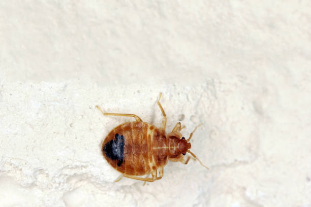istock Bedbug also known as Common bedbug or Wall-louse (Cimex lectularius) on the wall in the apartment. Space for text left above. 1965093108