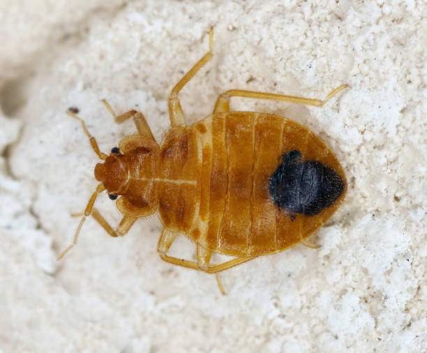 istock Bedbug also known as Common bedbug or Wall-louse (Cimex lectularius) on the wall in the apartment 1965093109