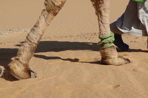 Camel Caravan with men trekking and hiking through the western desert in Egypt n Bahariya oasis