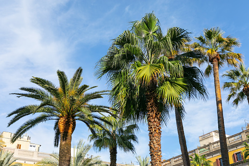 Skyscrapers lined up on the seafront of Benidorm, a very popular tourist destination on the Costa Blanca